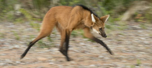 wolf